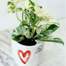 Pothos Epipremnum Aureum Devil’s 2 Live Plant 4" Marble Queen Ivy For Garden