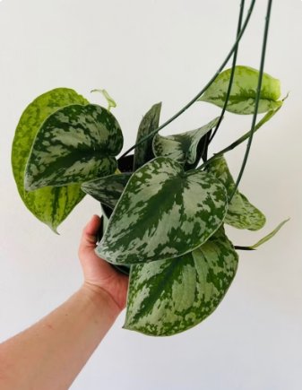 1 Live Plant Exotica Scindapsus Rare Silver Satin Pothos 6&acirc;�� Basket For Garden