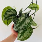 1 Live Plant Exotica Scindapsus Rare Silver Satin Pothos 6” Basket For Garden