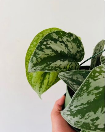 Scindapsus Rare Silver Satin 2 Live Plant Exotica Pothos 6&acirc;�� Basket For Garden