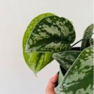 Scindapsus Rare Silver Satin 2 Live Plant Exotica Pothos 6” Basket For Garden