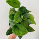 1 Live Plant Scindapsus 3" Jade Satin Rare Scindapsus Velvet Houseplant For Garden