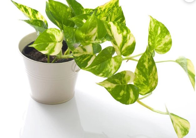 1 Live Plant Golden Beginner Friendly Vining Plant Epipremnum Aureum For Garden