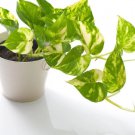 1 Live Plant Golden Beginner Friendly Vining Plant Epipremnum Aureum For Garden