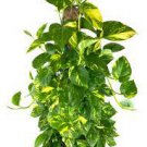 Golden Beginner Friendly Vining 2 Live Plant Epipremnum Aureum For Garden