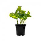 Live Plant Epipremnum Aureum Friendly Vining 8 Golden Beginner For Garden