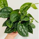 1 Rooted Cutting Plant  Scindapsus Pictus Argyraeus Silver Satin For Garden