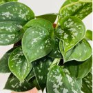 1 Houseplant 3" Scindapsus Pictus Argyraeus Silver Satin For Garden