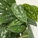 1 House Live Plant 4" Scindapsus Pictus Argyraeus Silver Satin For Garden