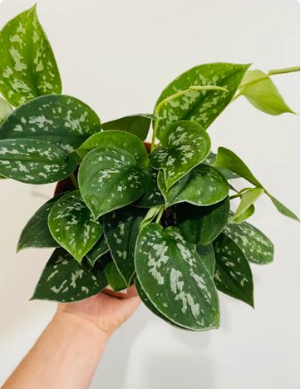 Scindapsus Pictus Argyraeus Silver Satin 2 House Live Plant 4" For Garden