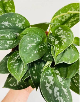 Silver Satin 4 House Live Plant Scindapsus Pictus Argyraeus 4" For Garden