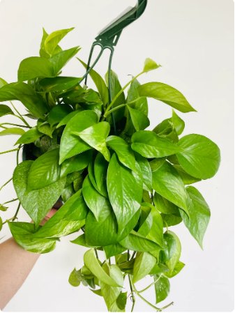 1 Live Plant Jade Pothos Epipremnum Pinnatum 8&acirc;�� Hanging Basket For Garden