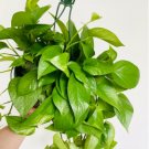1 Live Plant Jade Pothos Epipremnum Pinnatum 8” Hanging Basket For Garden