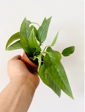 1 Live Plant Pothos Cebu Blue Epipremnum aureum Tropical Houseplant 3&acirc;�� Rare Pothos For Garden