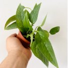1 Live Plant Pothos Cebu Blue Epipremnum aureum Tropical Houseplant 3” Rare Pothos For Garden