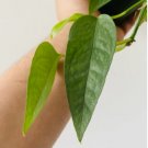 2 Live Plant Tropical Houseplant 3” Rare Pothos Pothos Cebu Blue Epipremnum aureum For Garden