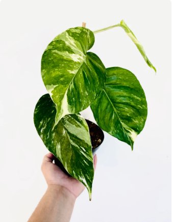 1 Live Plant Albo Epipremnum Pinnatum Variegated Epipremnum Rare Houseplant in 4" Pot For Garden