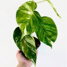 1 Live Plant Albo Epipremnum Pinnatum Variegated Epipremnum Rare Houseplant in 4" Pot For Garden