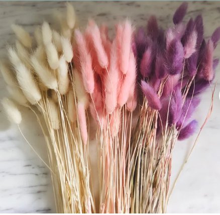 1 Live Plant Bunny Tails Lagurus Ovatus Blush For Garden