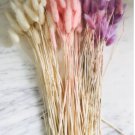 Bunny Tails Lagurus Ovatus 2 Live Plant Blush For Garden