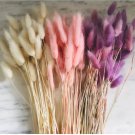 1 Live Plant Bunny Tails Blush Bleached White For Garden