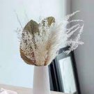 Pampas Grass Boho Flowers Wedding Dried 8 Stem Plant For Garden