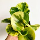 Peperomia Marble Obtusifolia 2 Live Plant 4” Tropical Houseplant For Garden