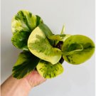 Obtusifolia 4 Live Plant 4” Tropical Peperomia Marble Houseplant For Garden