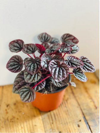 1 Live Plant Red Ripple Peperomia Caperata 4in pot For Garden
