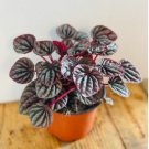 1 Live Plant Red Ripple Peperomia Caperata 4in pot For Garden