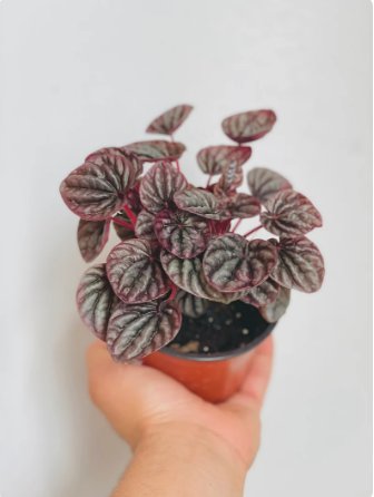 Red Ripple Peperomia Caperata 2 Live Plant 4in pot For Garden