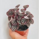 Red Ripple Peperomia Caperata 2 Live Plant 4in pot For Garden