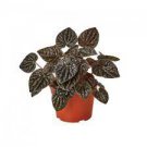 Caperata 4 Live Plant Red Ripple Peperomia 4in pot For Garden