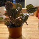 Red Ripple Peperomia 4in pot Caperata 8 Live Plant For Garden
