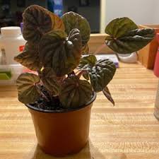 Red Ripple Peperomia 4in pot Caperata 8 Live Plant For Garden