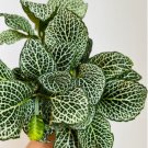 1 Live Plant Fittonia Snow White Nerve Plant Houseplant in 4” Pot For Garden