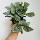 Snow White Nerve Plant Houseplant in 4” Pot 2 Live Plant Fittonia For Garden