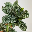 Houseplant in 4” Pot 4 Live Plant Fittonia Snow White Nerve Plant For Garden