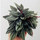 1 Live Plant Peperomia Mendoza Jewel Tone Peperomia Easy Plants in 4” Pot For Garden
