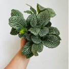 8 Live Plant Fittonia Houseplant in 4” Pot Snow White Nerve Plant For Garden