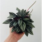 Mendoza Jewel 4 Live Plant Peperomia Tone Peperomia Easy Plants in 4” Pot For Garden