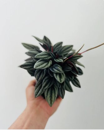 Tone Peperomia Easy Plants in 4&acirc;�� Pot Mendoza Jewel 8 Live Plant Peperomia For Garden
