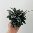 Tone Peperomia Easy Plants in 4” Pot Mendoza Jewel 8 Live Plant Peperomia For Garden