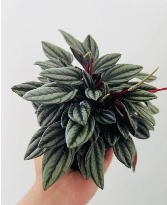 16 Tone Peperomia Easy Plants in 4&acirc;�� Pot Mendoza Jewel Live Plant Peperomia For Garden
