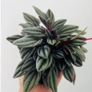16 Tone Peperomia Easy Plants in 4” Pot Mendoza Jewel Live Plant Peperomia For Garden