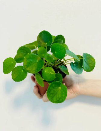 1 Live Plant Pilea Peperomioides Chinese Money Plant Pancake For Garden