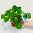 1 Live Plant Pilea Peperomioides Chinese Money Plant Pancake For Garden