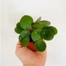 Peperomioides Chinese 8 Live Plant Pilea Money Plant Pancake For Garden
