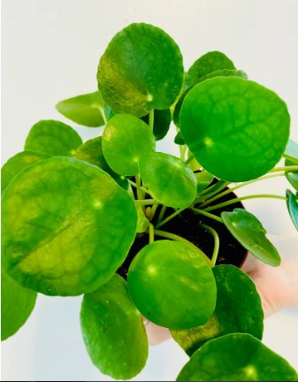 16 Live Peperomioides Chinese Plant Pilea Money Plant Pancake For Garden