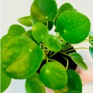 16 Live Peperomioides Chinese Plant Pilea Money Plant Pancake For Garden